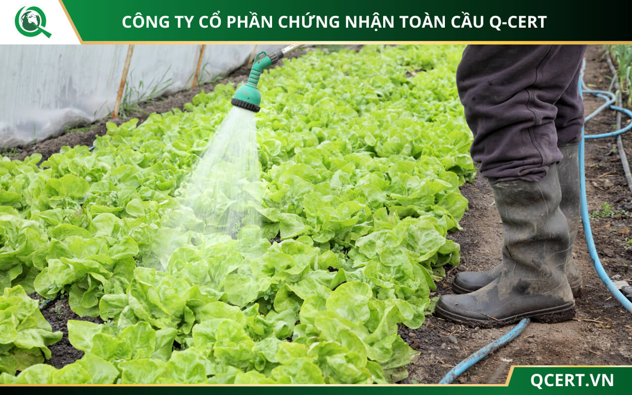 Để đạt chứng nhận VietGAP doanh nghiệp cần tuân thủ các điều kiện về đào tạo nhân viên, thiết lập quy trình sản xuất phù hợp tiêu chuẩn VietGAP...