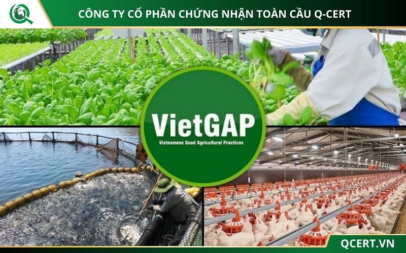 Các lĩnh vực áp dụng tiêu chuẩn VietGAP