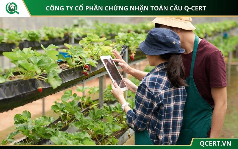 Trình tự đánh giá VietGAP
