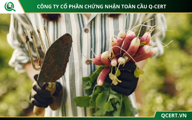 quy trình trồng rau VietGAP
