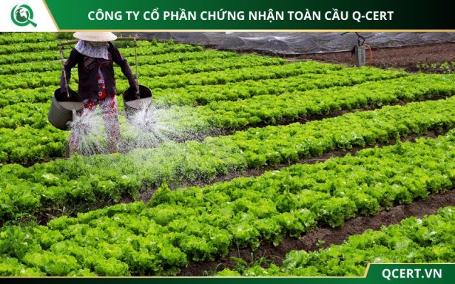 Rau VietGAP