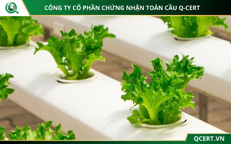 Giống rau chuẩn VietGAP