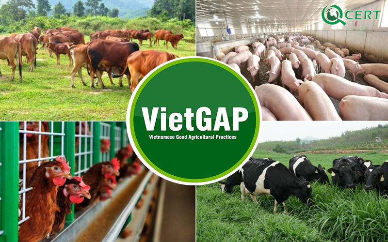 Tiêu chuẩn VietGAP