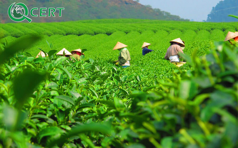 Thuận lợi và khó khăn khi áp dụng VietGAP