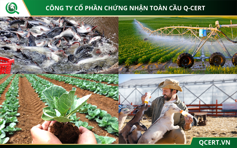 Khó khăn và thuận lợi khi áp dụng VietGAP