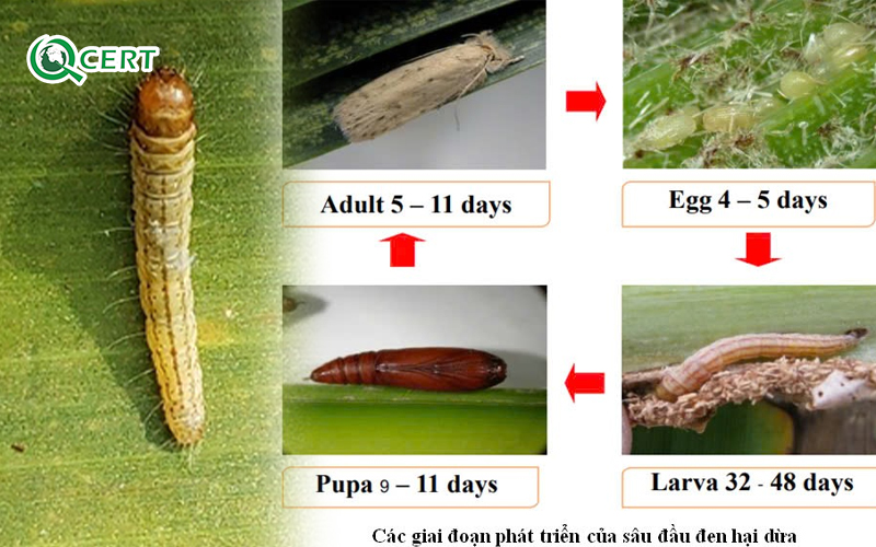 Vòng đời sâu đầu đen gây hại dừa