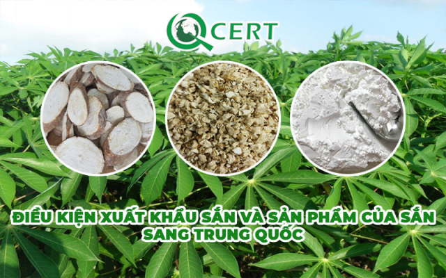 Điều kiện xuất khẩu sắn và sản phẩm của sắn sang Trung Quốc