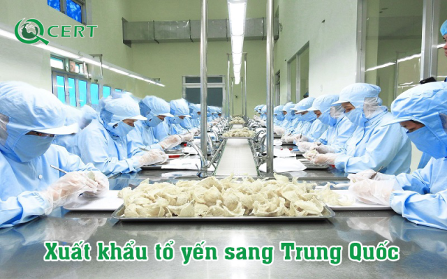 Xuất khẩu tổ yến sang Trung Quốc