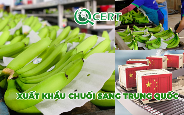 Xuất khẩu chuối sang Trung Quốc