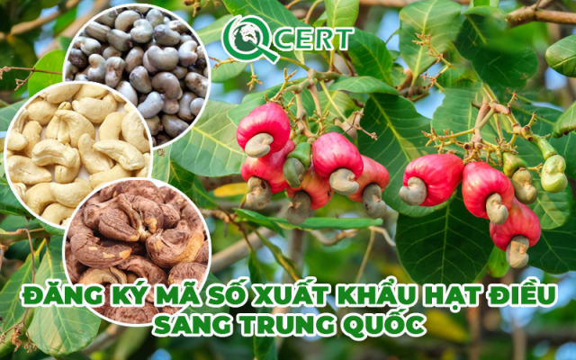 Đăng ký mã xuất khẩu hạt điều sang Trung Quốc