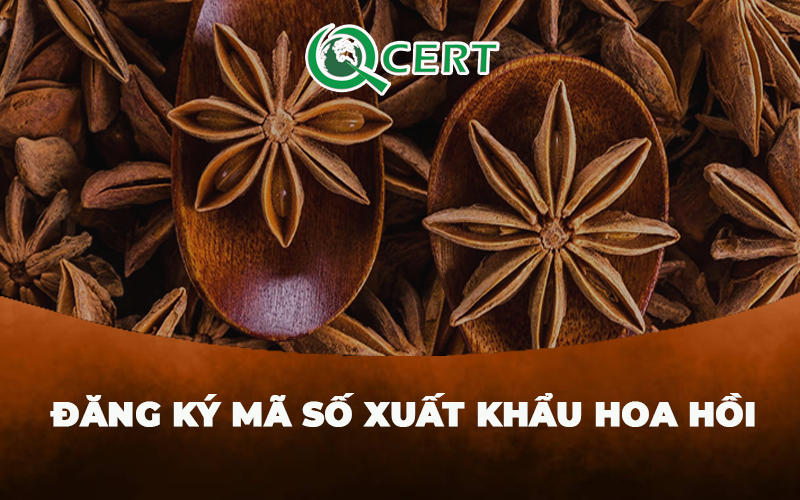 Đăng ký mã số xuất khẩu hoa hồi sang Trung Quốc