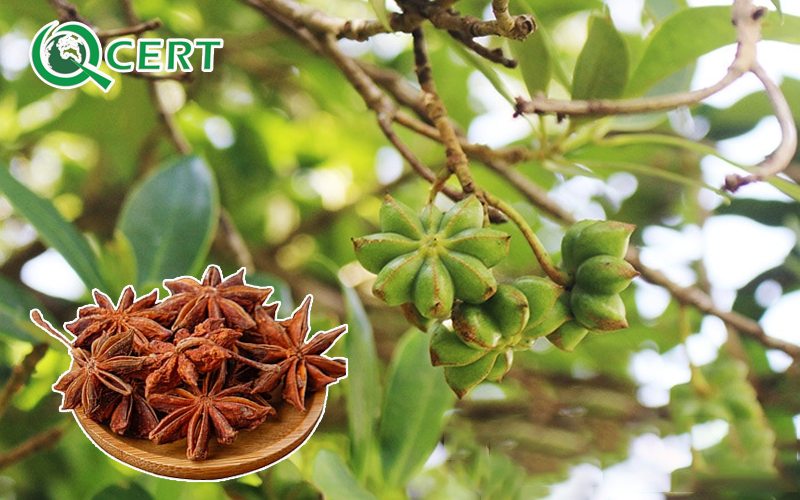 Lạng Sơn được mệnh danh là thủ phủ hoa hồi Việt Nam