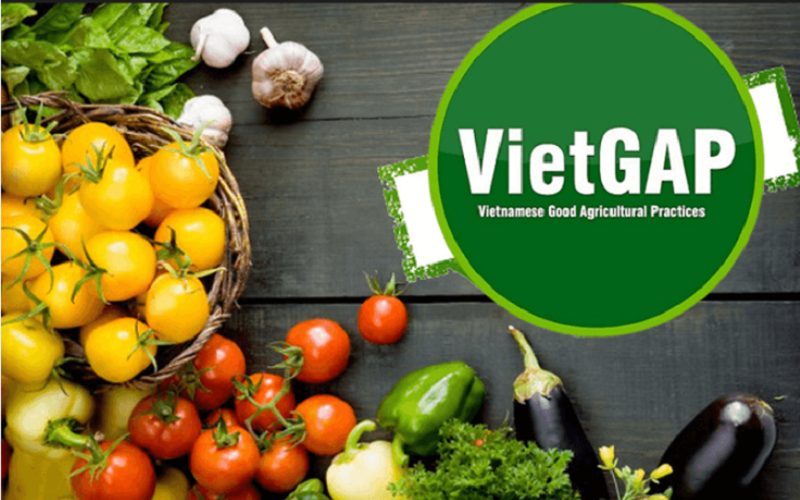 Chứng nhận VietGAP trồng trọt