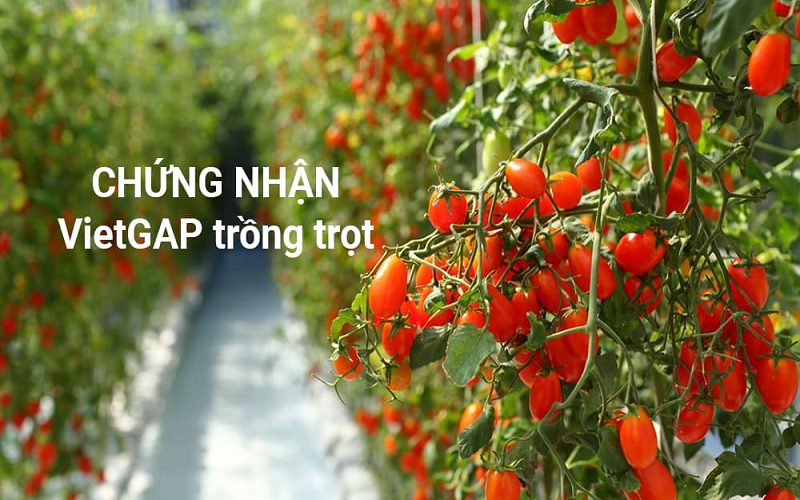 Hướng dẫn thực hiện vietGAP trồng trọt