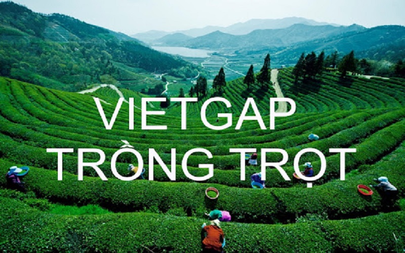 Quy trình vietGAP trồng trọt