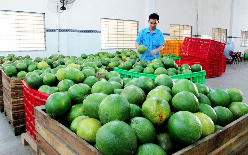 Xuất khẩu bưởi sang Trung Quốc
