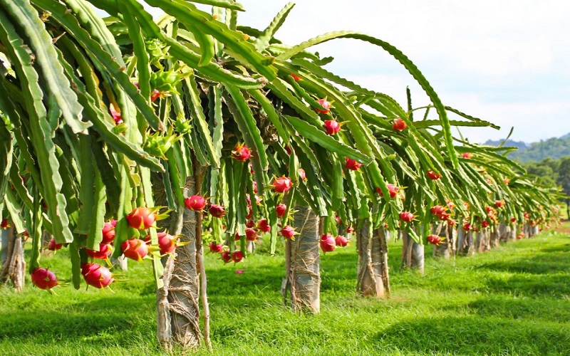 Đăng ký mã số vùng trồng thanh long