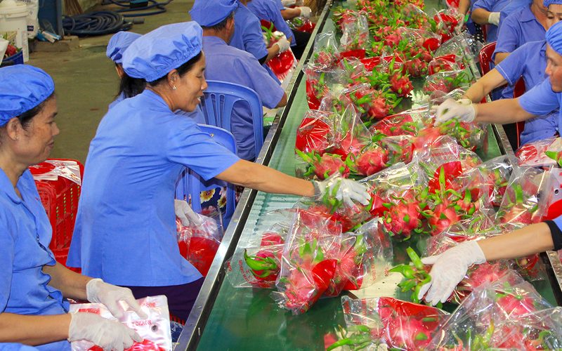 Cơ sở đóng gói thanh long