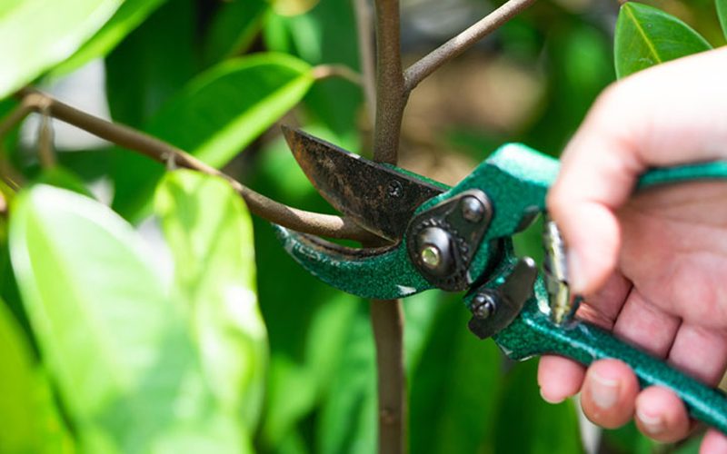 Thời điểm tỉa cành sầu riêng