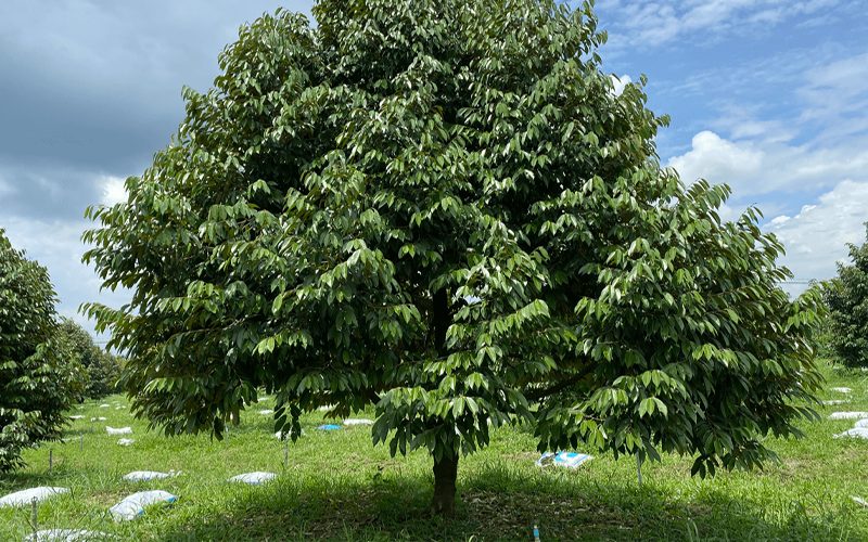 Cây sầu riêng trưởng thành