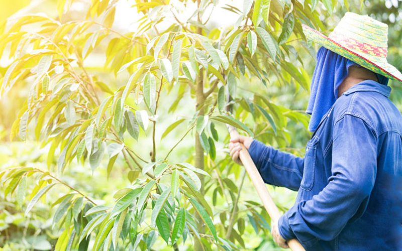 Thời điểm tỉa cành sầu riêng