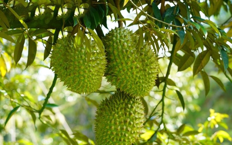 Tỉa cành giúp sầu riêng đạt năng suất cao