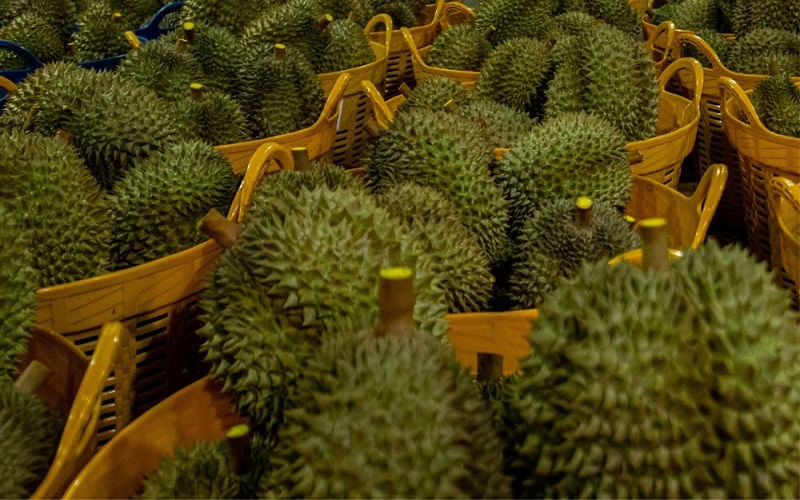 Tình trạng sầu riêng nhiễm cadimi