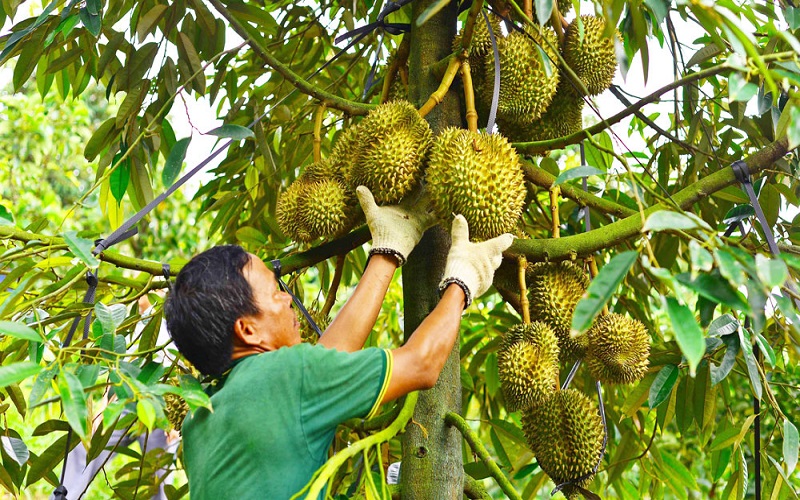 Những lưu ý khi chăm sóc sầu riêng
