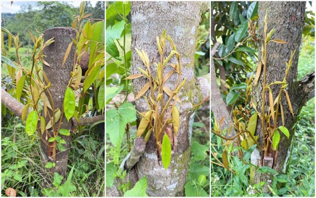 Ghép sầu riêng gốc lớn