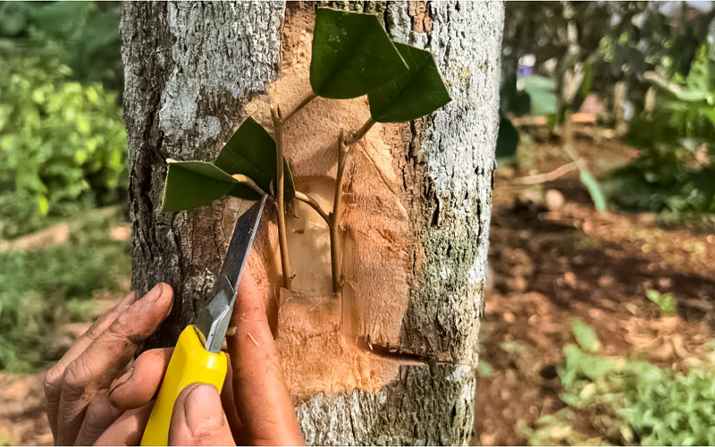 Chọn gốc ghép phù hợp