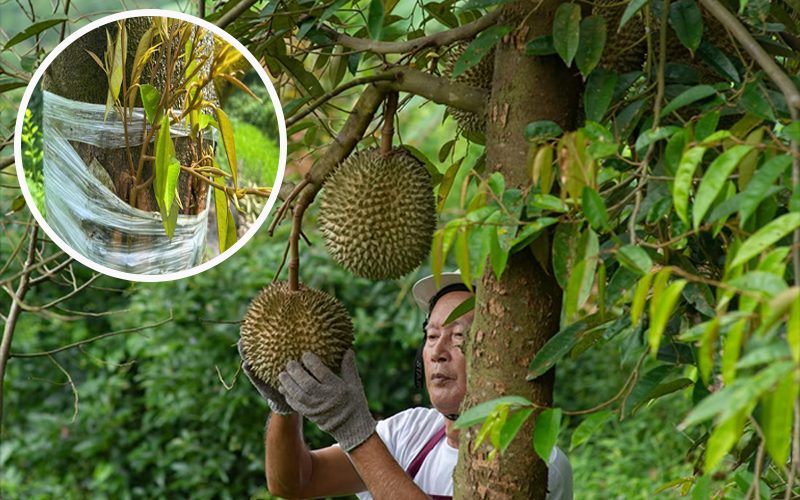Cách ghép sầu riêng gốc lớn sẽ cho ra trái nhanh