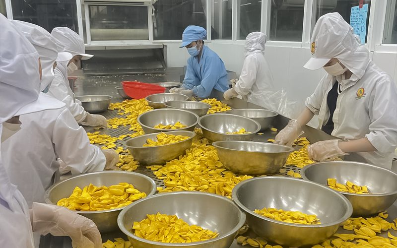 Cơ sở đóng gói mít sấy xuất khẩu