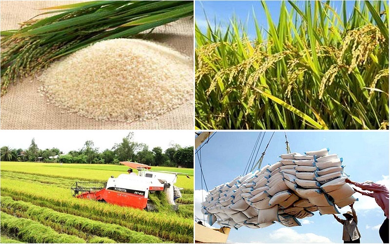 Giấy phép xuất khẩu gạo