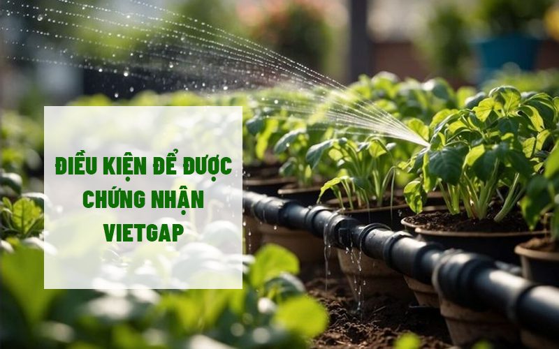 Điều kiện để được chứng nhận VietGAP