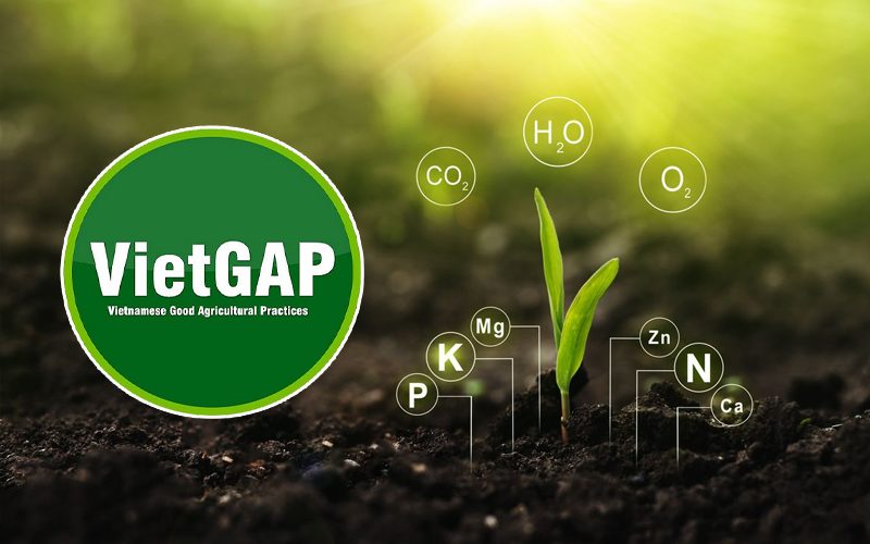 Mẫu sổ nhật ký gieo trồng chuẩn VietGAP 