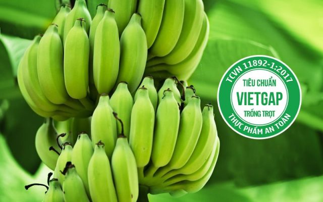 Trồng chuối theo tiêu chuẩn VietGAP