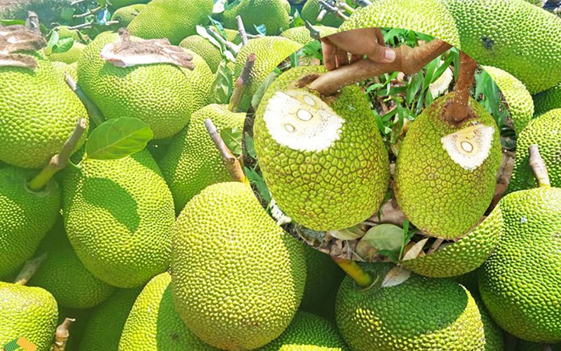 Thị trường xuất khẩu mít