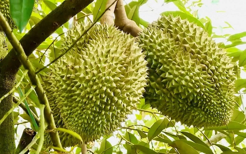 Mã vùng trồng sầu riêng là gì?