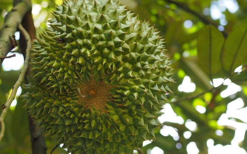 Sầu Black Thorn là gì?