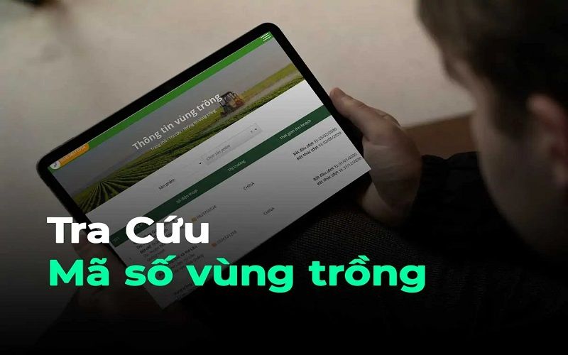 Các bước tra cứu mã vùng trồng sầu riêng