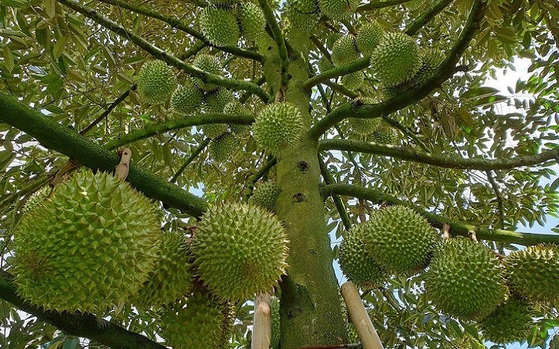 Tra cứu mã số vùng trồng sầu riêng
