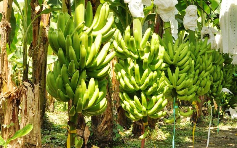 Đăng ký mã số vùng trồng chuối