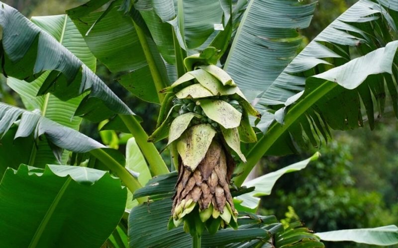 Quy trình đăng ký mã số vùng trồng chuối