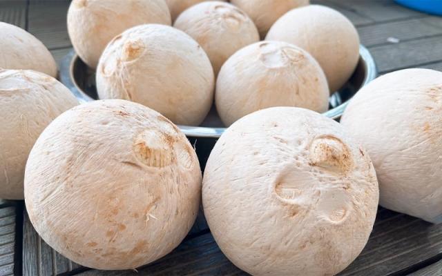 Dừa sọ có an toàn không