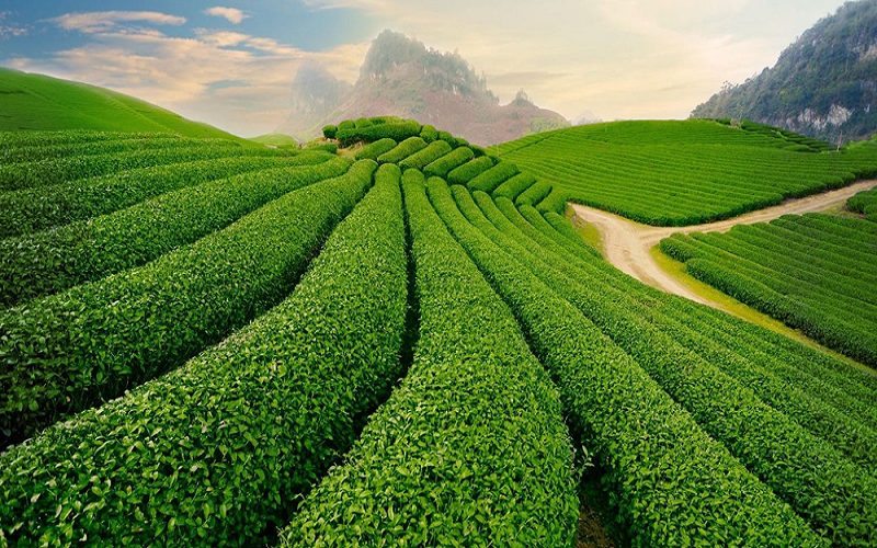 Mã số vùng trồng là gì?