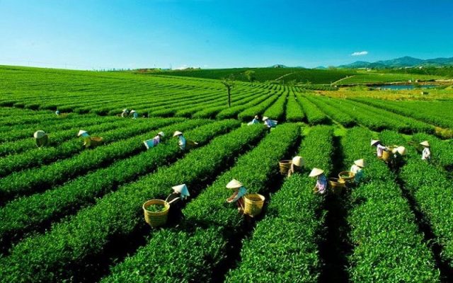 Thu hồi mã số vùng trồng