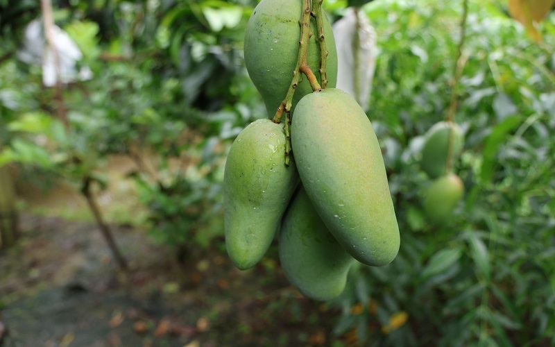 VietGAP cho xoài