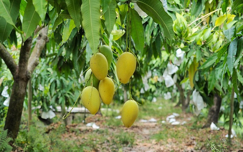 Vai trò của VietGAP đối với sản xuất xoài