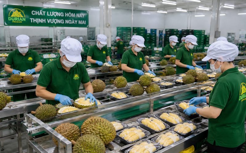 Cấp giấy chứng nhận HACCP cho sầu riêng tươi xuất khẩu