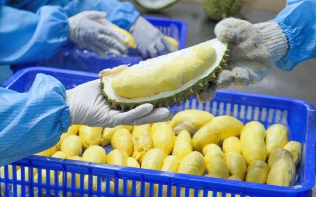 Chứng nhận HACCP cho sầu riêng đông lạnh xuất khẩu